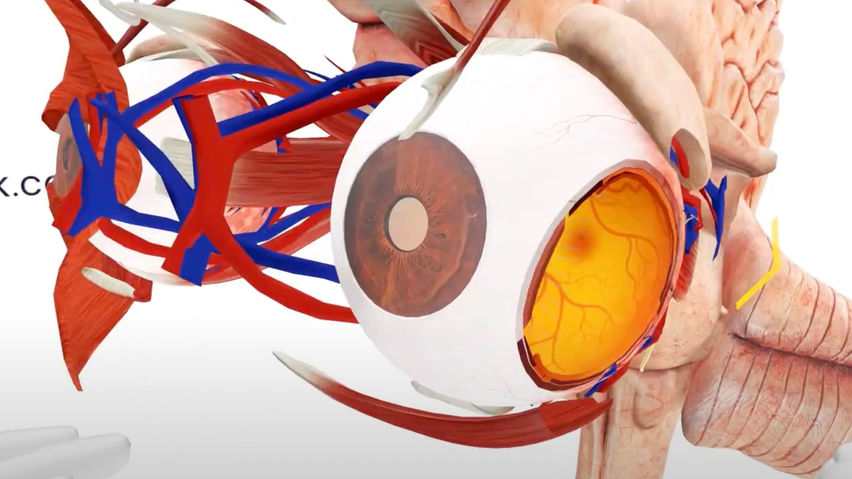 MEDICALHOLODECK. ANATOMY, IMAGING, AI