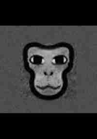 Chimpu
