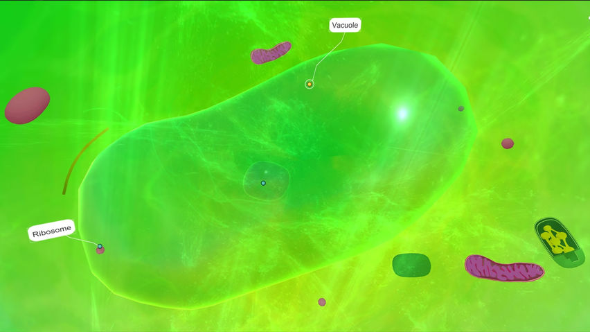 PlantCell
