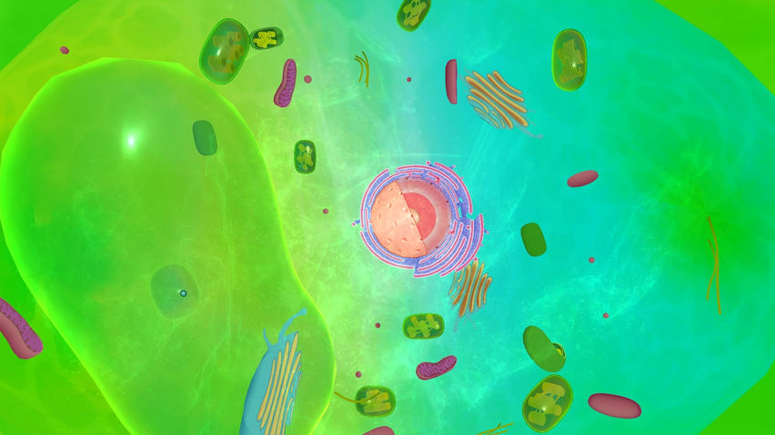 PlantCell