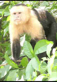 Cebidae