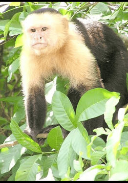 Cebidae