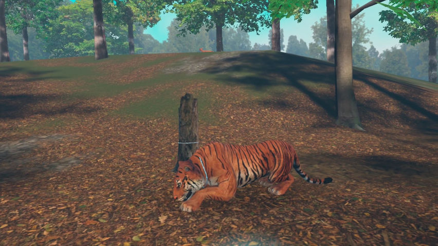 Big Cat Rescue