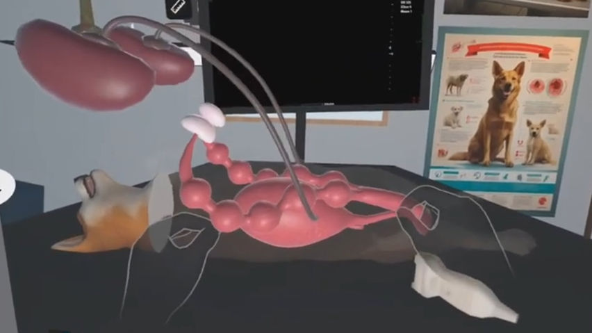 Dog Ultrasound