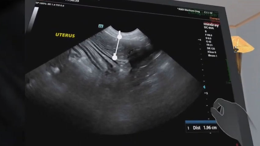 Dog Ultrasound
