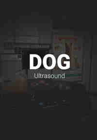 Dog Ultrasound