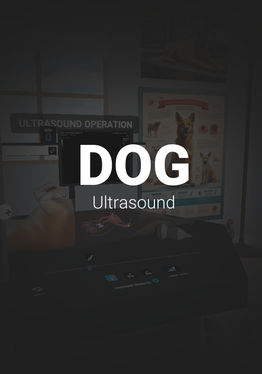 Dog Ultrasound