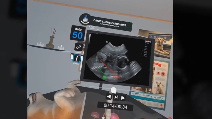 Dog Ultrasound