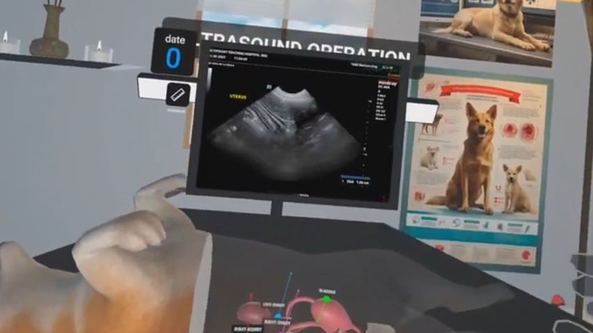 Dog Ultrasound