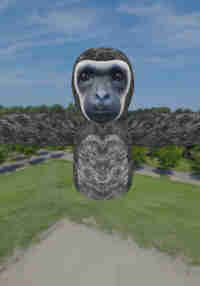 Monkey Game