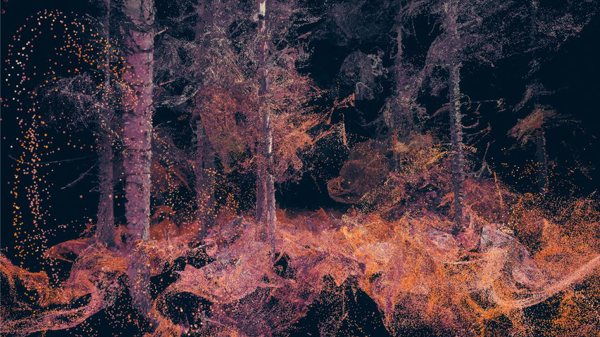 In the Eyes of the Animal