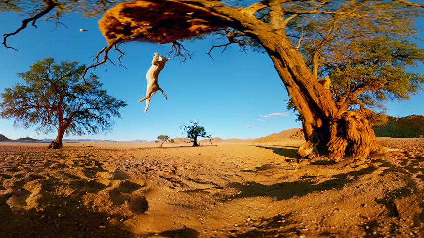 Cat Flight 