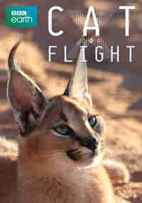 Cat Flight 