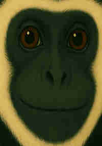 Colobus Fan Game