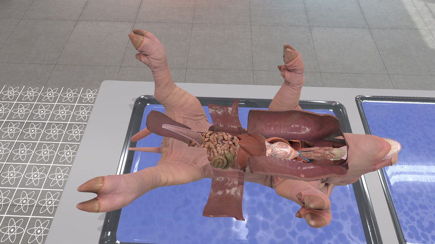 Dissection Simulator: Pig Edition