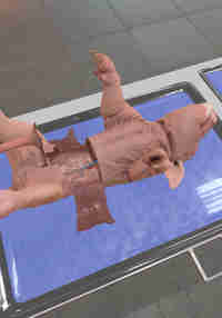 Dissection Simulator: Pig Edition