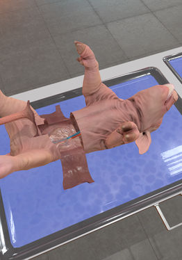 Dissection Simulator: Pig Edition