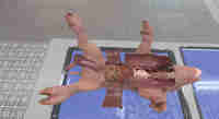 Dissection Simulator: Pig Edition
