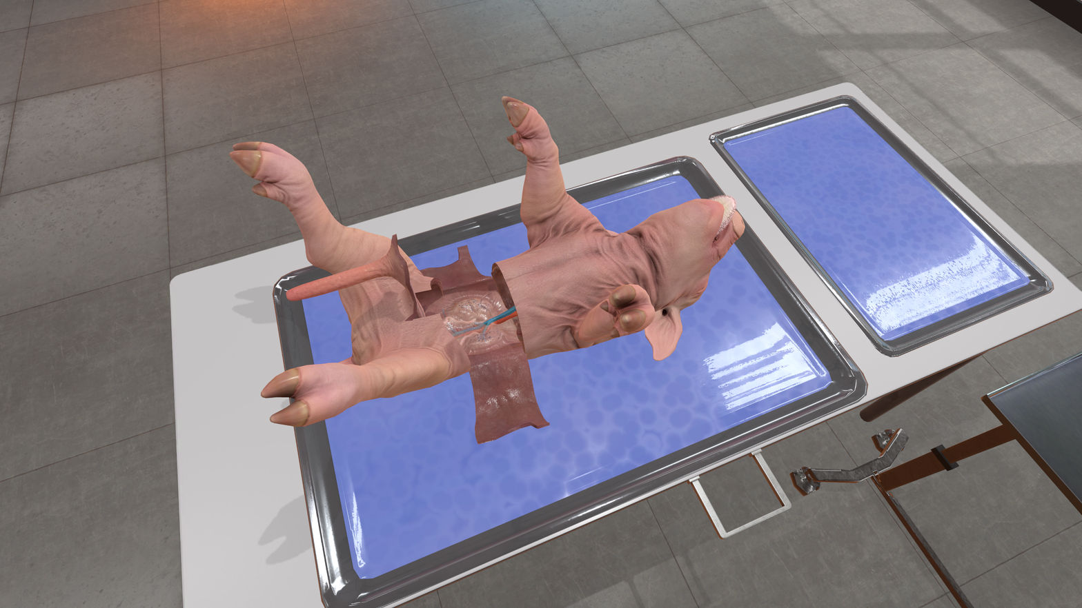 Dissection Simulator: Pig Edition