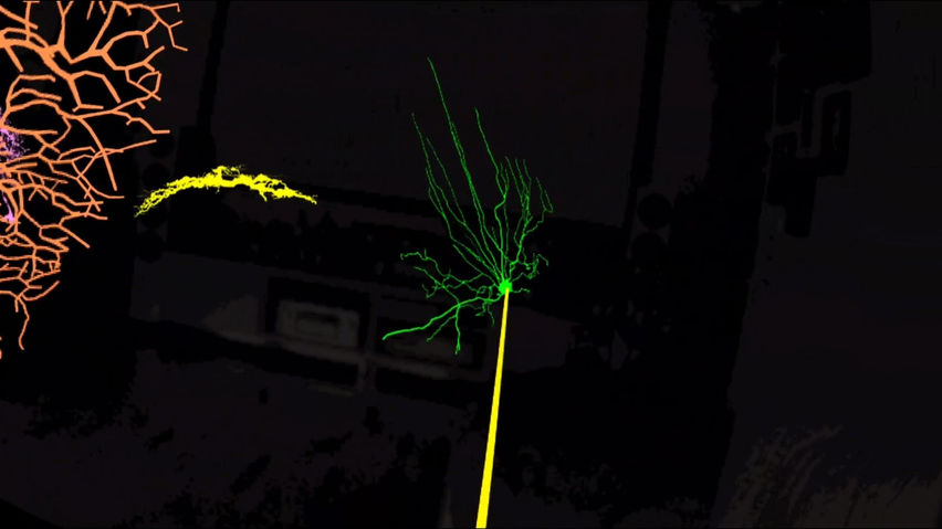 NeuronViewerVR