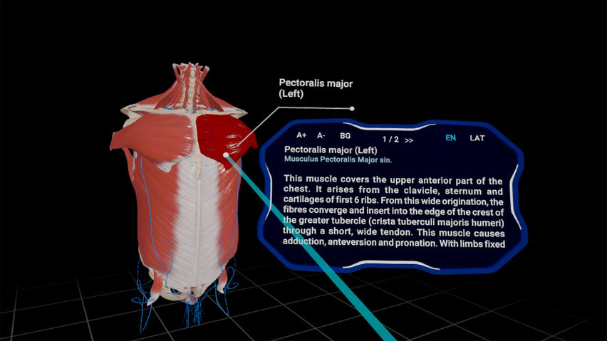 High School Anatomy for Quest
