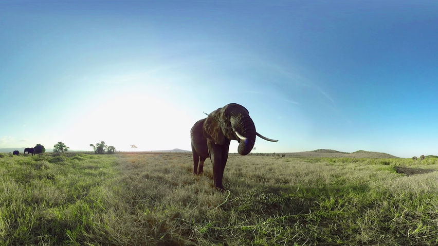 Virry Safari 2: Feel the Wild