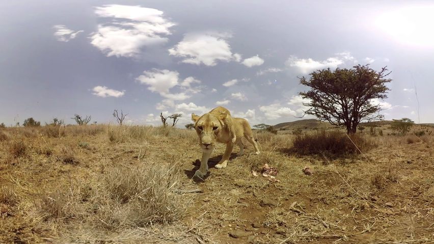 Virry Safari 2: Feel the Wild