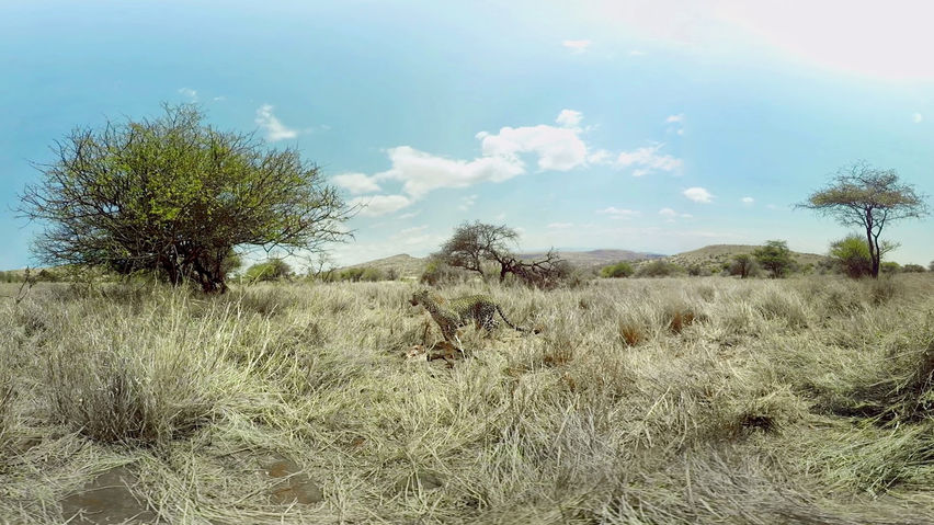 Virry Safari 2: Feel the Wild