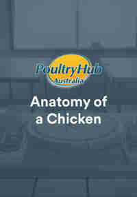 Anatomy of a Chicken