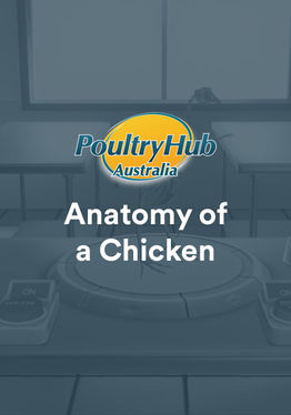 Anatomy of a Chicken