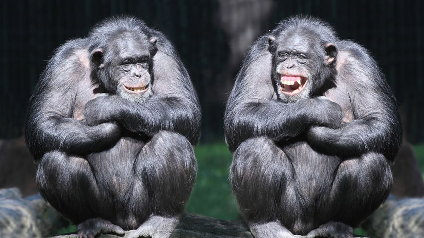 ManDrill Monkeys