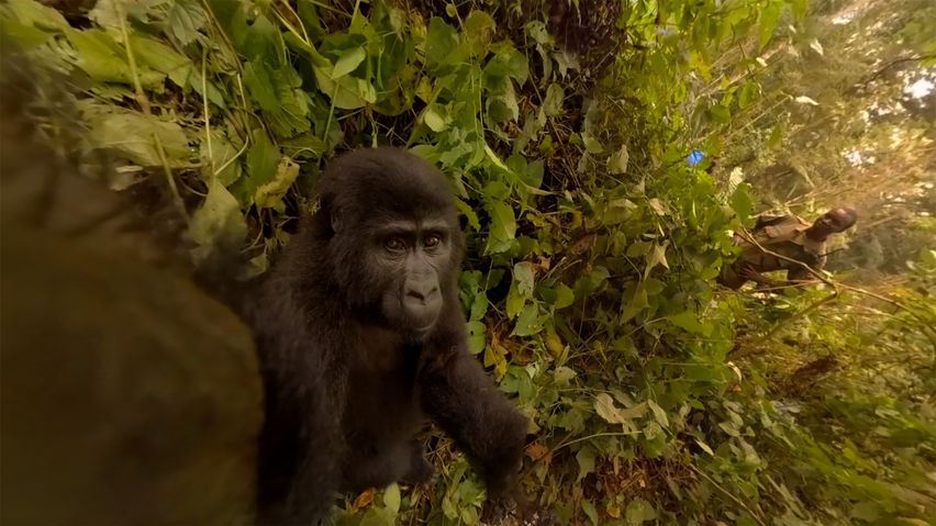 A Gorilla Travels