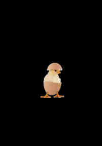 chick egg