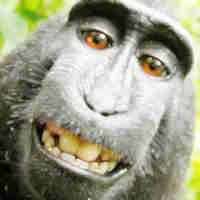 Monkey City
