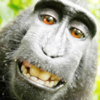 Monkey City