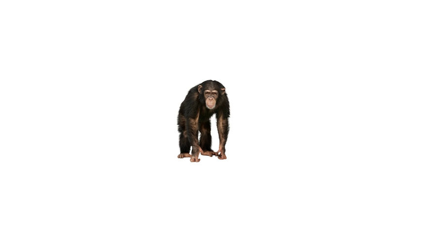 Monkey City