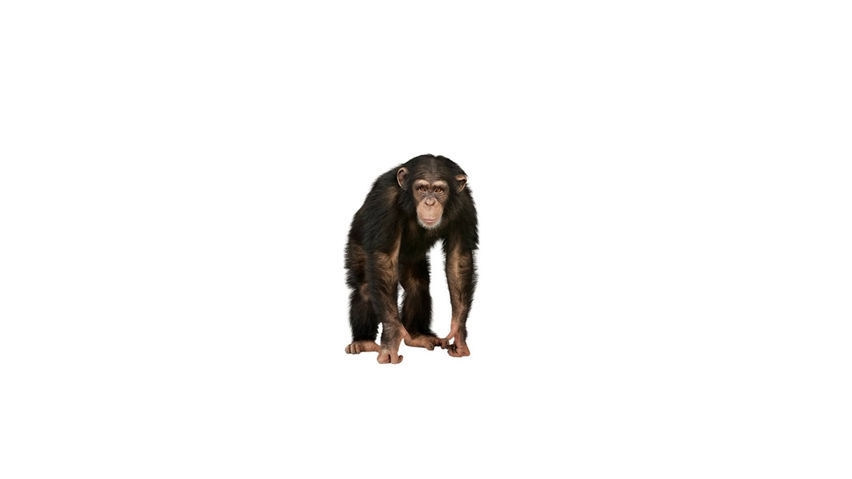 Monkey City