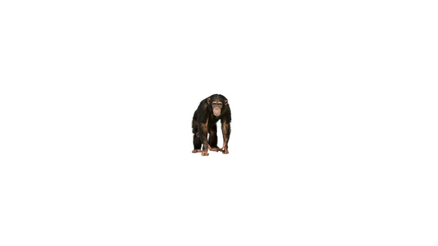 Monkey City