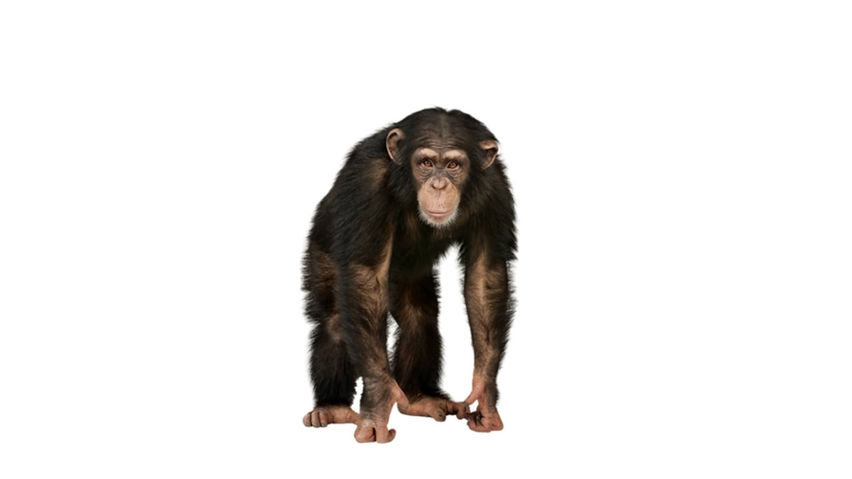 Monkey City