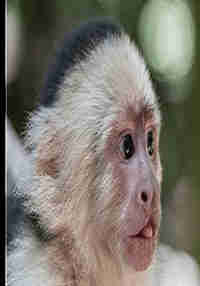 Lab Monke 2