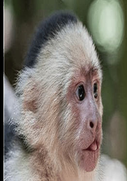 Lab Monke 2
