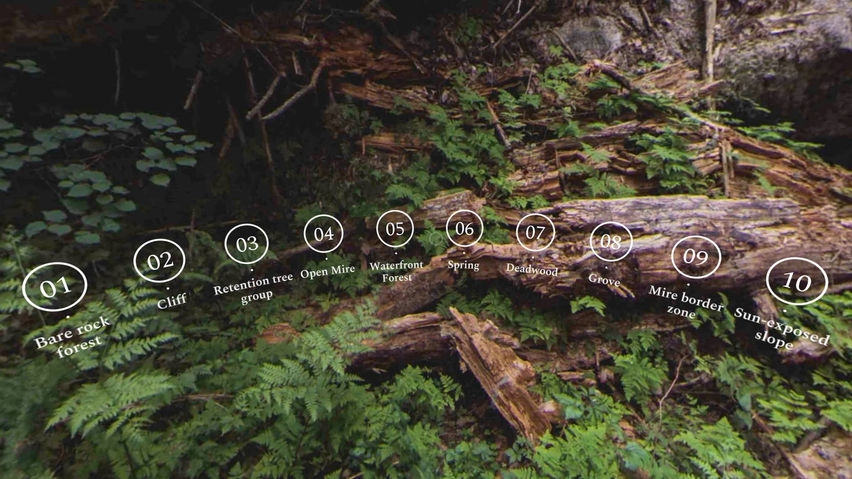 UPM Forest life