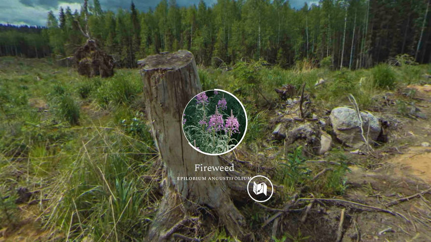 UPM Forest life