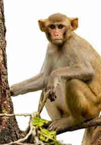 Monkeys Paradise
