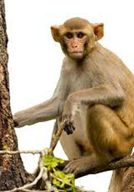 Monkeys Paradise