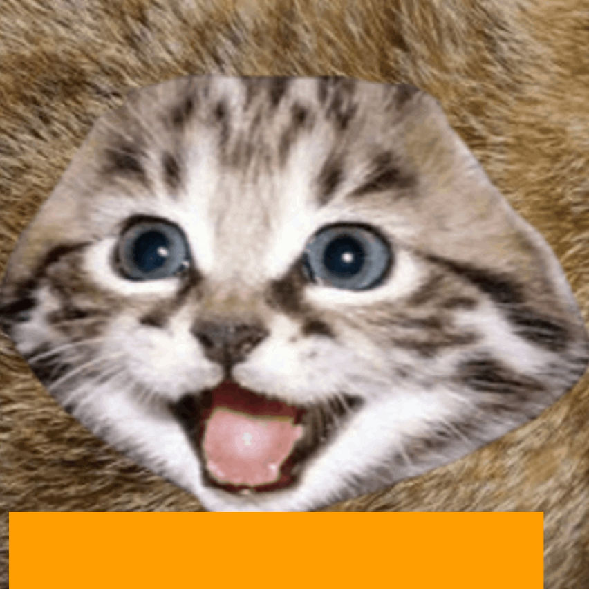 Cat Lab