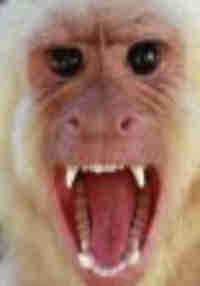 Monkey Go Bananas