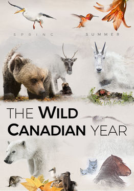 The Wild Canadian Year