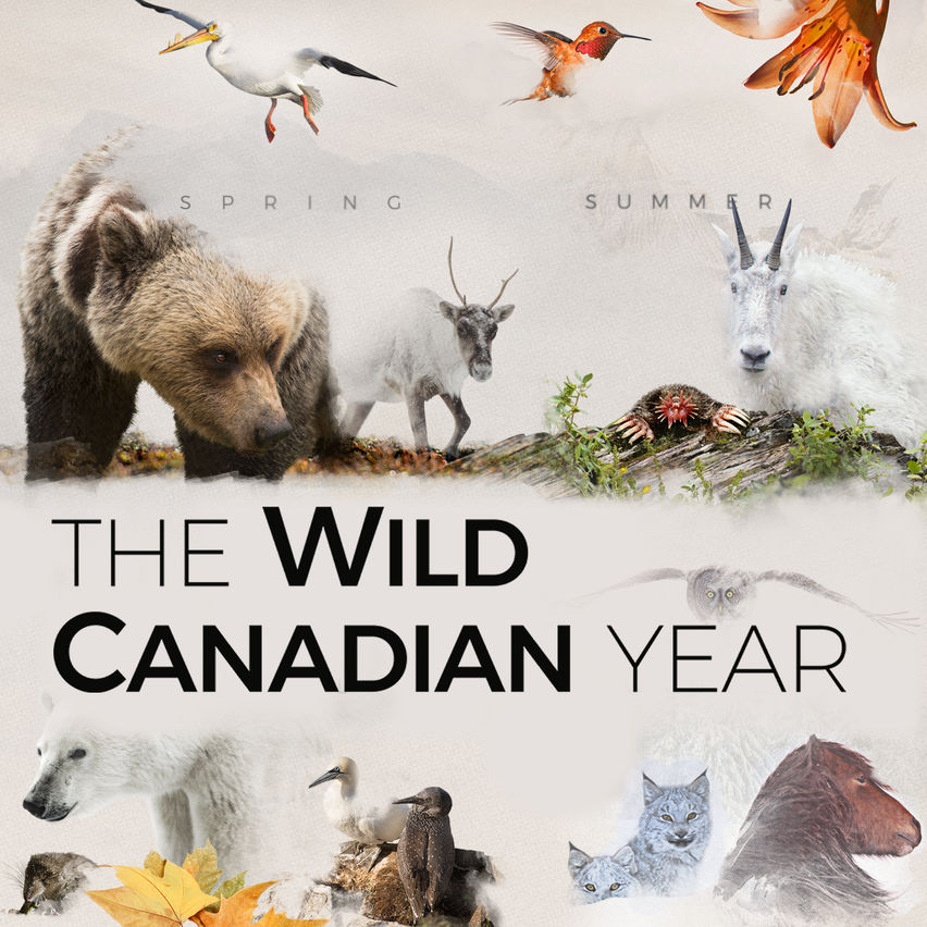 The Wild Canadian Year