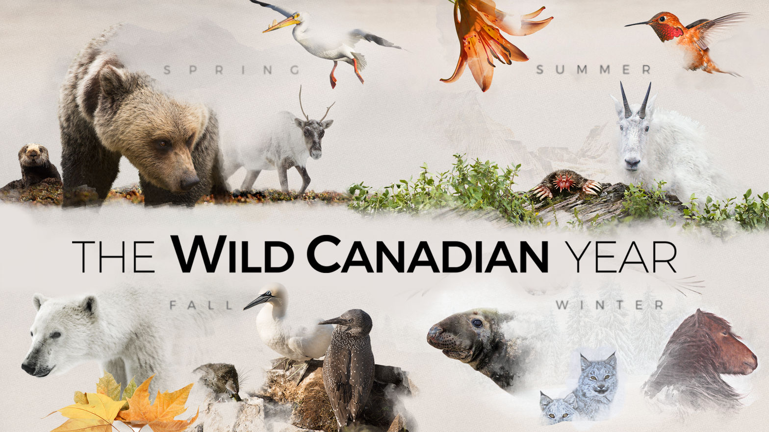 The Wild Canadian Year